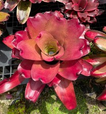 Neoregelia ‘Don Vitus ’