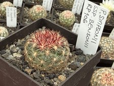 Pediocactus simponii ssp