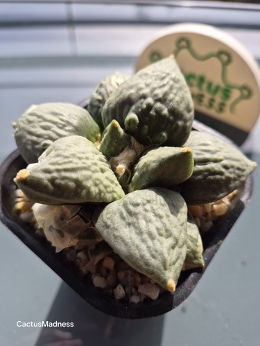 Ariocarpus - 🌵, –