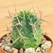 Euphorbia stellispina ,  pot