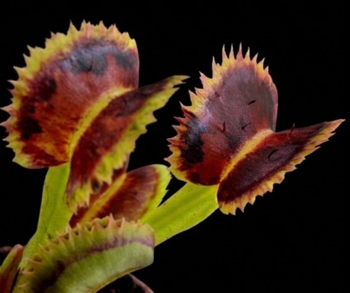 Dionea muscipula ruggine - dionea,