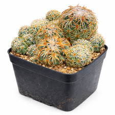 Coryphantha retusa SEEDS -  -