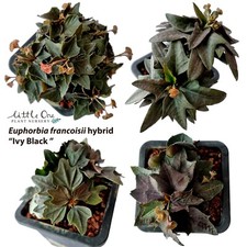Semi Euphorbia francoisii