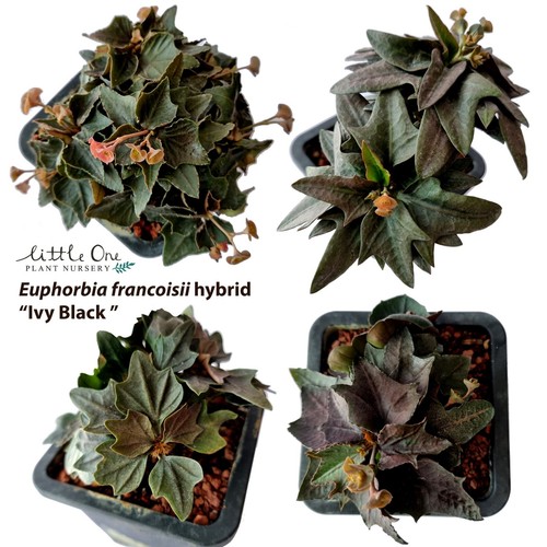 Semi euphorbia francoisii - semi,