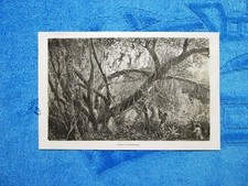 Gravure Année 1861 - Chasse à la sarbacane - Caccia con la cerbottana