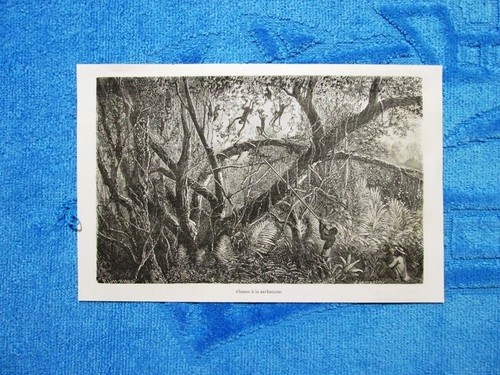 Gravure année 1861 chasse - -,