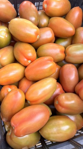 Pomodori san marzano - 6,