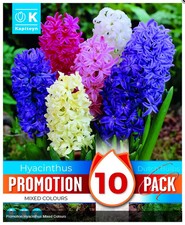 Bulbi di Giacinto Mixed Colours confezione da 8 pz KAPITEYN