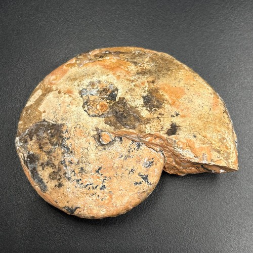 Goionotites waldthauseniae
