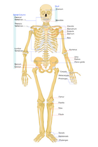 Scheletro umano anatomia