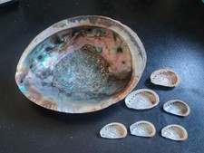 Conchiglia Shell  Lotto