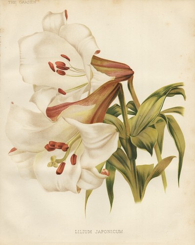 Lilium japonicum giapponese - japonicum,