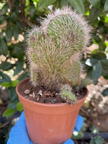 Nyctocereus serpentinus