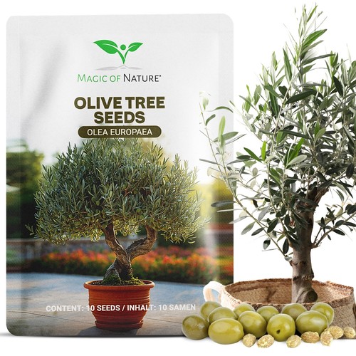 Semi olivo - olivo, (10pz)