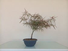 BONSAI ACERO RED