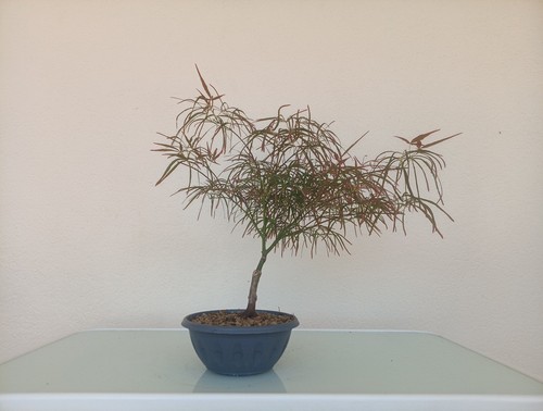 Bonsai acero red - acero,