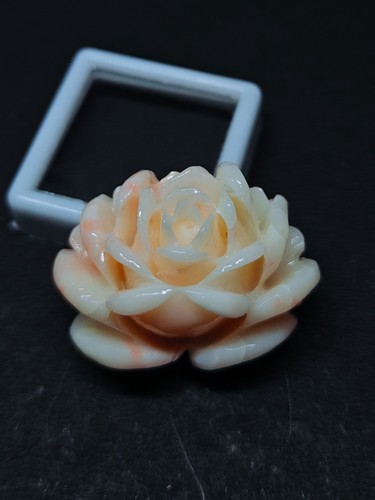 Corallo forma fiore - corallo, a