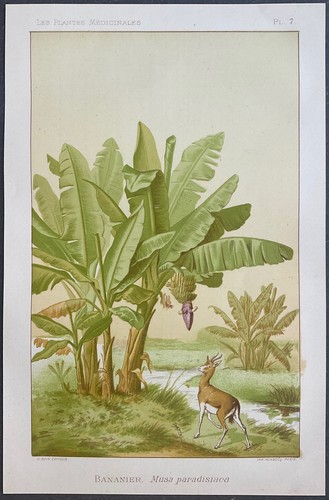 Plantes médicinales bananier - médicinales,