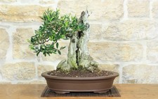 Bonsai olivo - bonsai, di