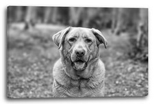 Tela/Cornice Carino cane