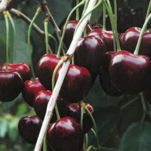 Pianta frutto ciliegia - frutto,