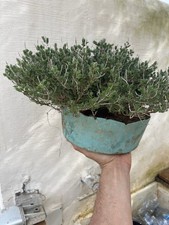 Timo , Macchia Mediterranea