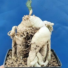 Euphorbia stellata caudex - euphorbia,