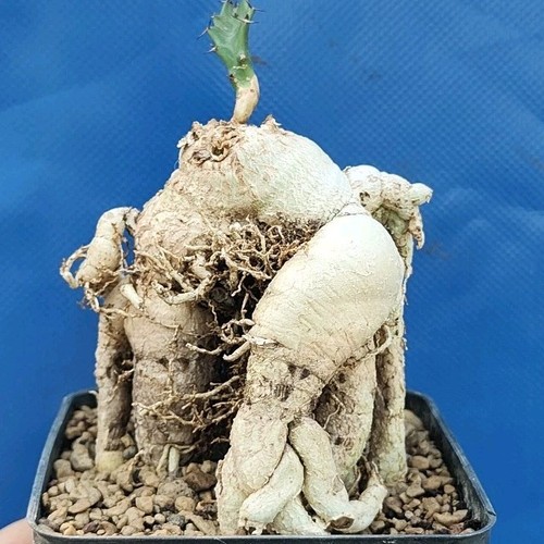 Euphorbia stellata caudex - stellata, "caudex"