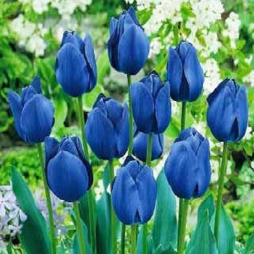 Tulipani bulbi fiori - tulipani,