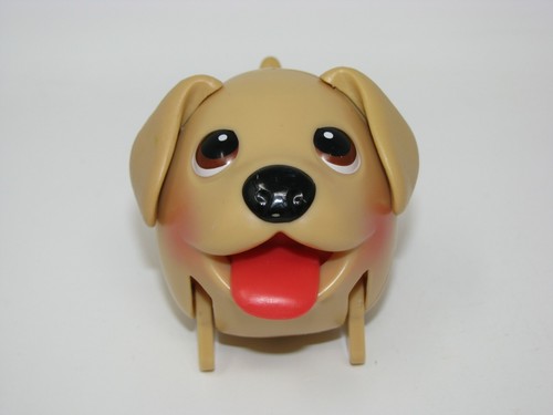 Chubby puppies golden - chubby,