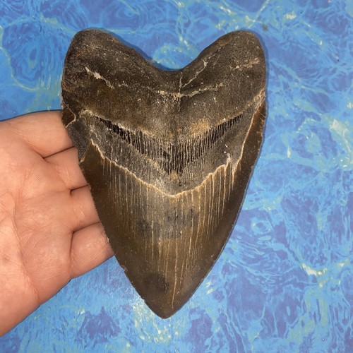 Megalodonte dente squalo - di,