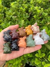 50 pezzi teschio di coniglio