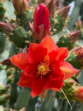 2 X OPUNTIA ELATIOR A TALEA -