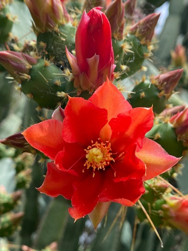 Opuntia elatior talea - 2,