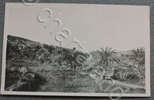 Foto cartolina d'epoca Guerra Italo Turca - oasi e camion 1911