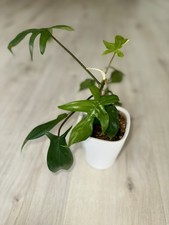 Philodendron Florida Beauty