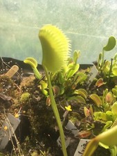 plantes carnivores dionaea La