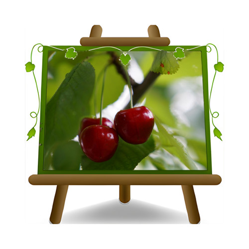 Ciliegio durone mora - ciliegio,