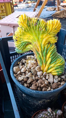 Cactus variegato crestato - cactus,