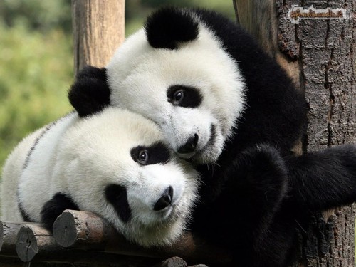 Quadro panda orso carino 4x6