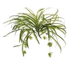 Mazzo Pianta Ragno Cm 54