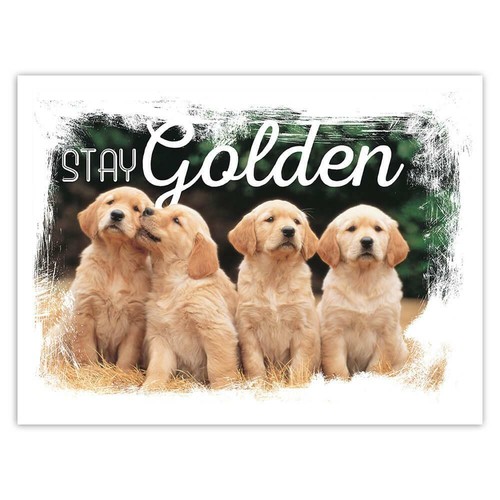 Adesivo regalo stay golden - adesivo,