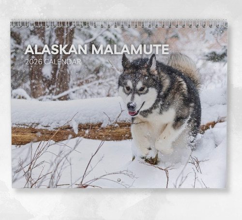 Alaskan malamute calendar - malamute,