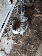 16 Uova Di Galline Nane