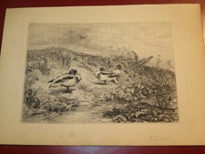 Karl BODMER (1809-1893) INCISIONE ACQUA FORTE ANATRE ANIMALI CACCIA BARBIZON ...