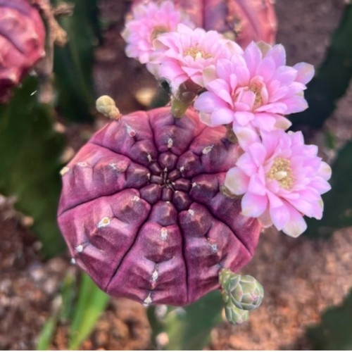 Pianta succulenta cactus - succulenta,