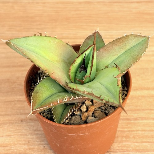 Agave titanota pot 6 5 - , 6,5