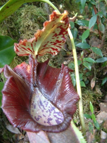 Nepenthes naga semi - nepenthes, 5