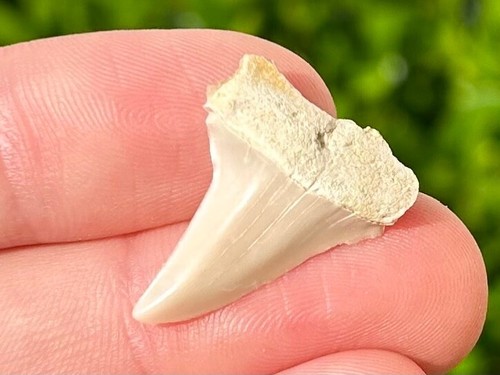 Dente squalo fossile - dente,