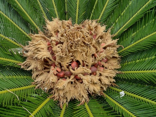 Semi freschi palma - freschi,